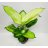 Dieffenbachia Tropic Marianne n. 65 cm UUTUUS!-thumbnail