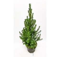 Kartiovalkokuusi Picea glauca 'conica' n. 65 cm-thumbnail