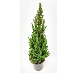 Kartiovalkokuusi Picea glauca 'conica' n. 90 cm-thumbnail