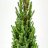 Kartiovalkokuusi Picea glauca 'conica' n. 90 cm-thumbnail