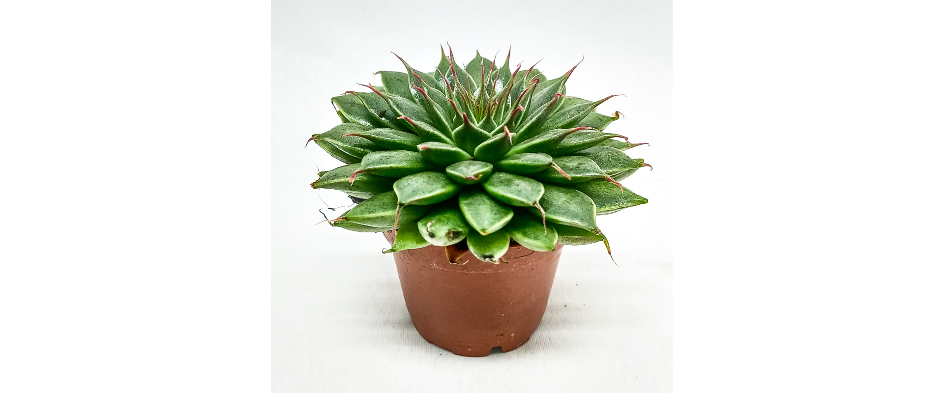 T_PRODUCT_IMAGE
