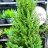 Kartiovalkokuusi Picea glauca 'conica' n. 130 cm-thumbnail
