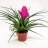 Eliaksenkukka (Tillandsia cyanea) n. 27 cm-thumbnail