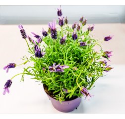 Lavender Anouk (70 cm)-thumbnail