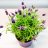 Lavender Anouk (70 cm)-thumbnail