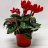 Cyclamen about 28 cm red-thumbnail