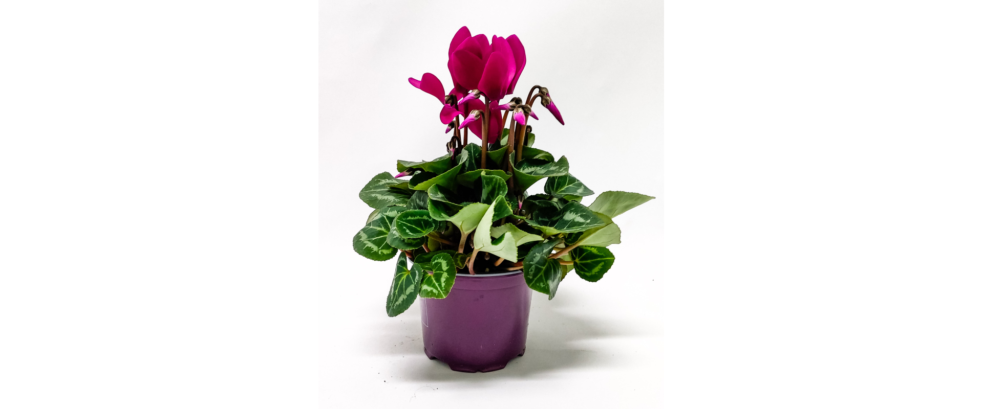 T_PRODUCT_IMAGE