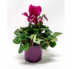 Cyclamen about 28 cm purple-thumbnail