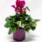 Cyclamen about 28 cm purple-thumbnail