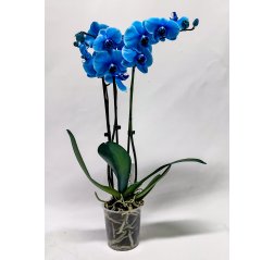 Phalaensopsis orchid with 3 stems blue-thumbnail