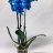 Phalaensopsis orchid with 3 stems blue-thumbnail