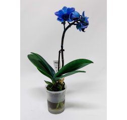 Phalaensopsis orchid with 1 stem blue-thumbnail