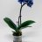Phalaensopsis orchid with 1 stem blue-thumbnail