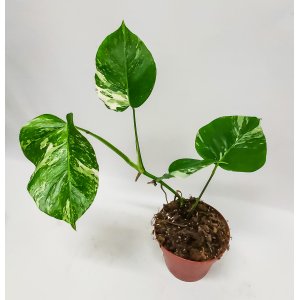 Peikonlehti monstera variegata n. 55 cm Tuotekuva