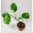Peikonlehti monstera variegata n. 55 cm-thumbnail