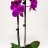 Phalaensopsis orchid with 2 stems 2 pcs-thumbnail