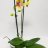 Phalaensopsis orchid with 2 stems 2 pcs-thumbnail