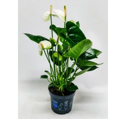 Flamingo flower plant white-thumbnail