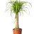 Ponytail Palm about 30 cm-thumbnail