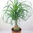 Ponytail Palm (Beaucarnea recurvata) about 80 cm-thumbnail