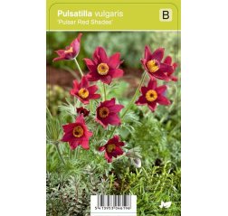 Tarhakylmänkukka -  Pulsatilla vulgaris 'Pulsar Red Shades'-thumbnail