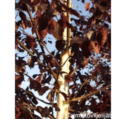 Punakoivu (Betula pubescens f. rubra)-thumbnail
