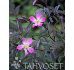 Punalehtiruusu (Rosa glauca) 2 L-thumbnail