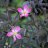 Punalehtiruusu (Rosa glauca) 2 L-thumbnail
