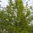 Punasaarni (Fraxinus pennsylvanica)-thumbnail