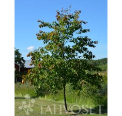 Punatammi (Quercus rubra)-thumbnail