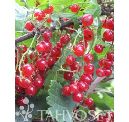Punainen Hollantilainen Punaherukka (Ribes rubrum 'Punainen Hollantilainen') 3 L-thumbnail