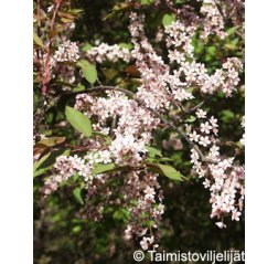 Prunus padus 'Colorata'-thumbnail