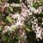 Prunus padus 'Colorata'-thumbnail