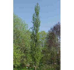 Quercus 'Fastigiata'-thumbnail
