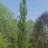 Pylvästammi Quercus 'Fastigiata'-thumbnail