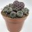 Rebutia muscula 'Sulcorebutia rauschii' p.6-thumbnail
