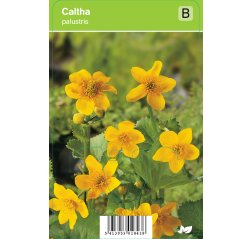 (Luhta)rentukka - Caltha palustris-thumbnail
