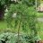 Riippahernepuu (Caragana arborescens 'Pendula')-thumbnail