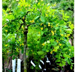 Riippahernepuu Caragana arborescens ’Pendula’ -thumbnail