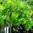Caragana arborescens ’Pendula’ -thumbnail