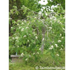 Riippapihlaja (Sorbus aucuparia 'Pendula')-thumbnail