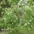 Riippapihlaja (Sorbus aucuparia 'Pendula')-thumbnail