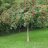 Pihlaja (Riippapihlaja) Sorbus aucuparia Pendula-thumbnail