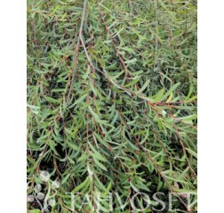 Riippapunapaju (Salix purpurea 'Pendula')-thumbnail