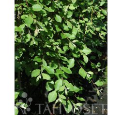 Riipparaita (Salix caprea 'Kilmarnock')-thumbnail