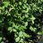 Riipparaita (Salix caprea 'Kilmarnock')-thumbnail