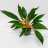 Mandariinililja (Chlorophytum orchidastrum) 'Green Orange' p 11-thumbnail