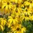 Syyspäivänhattu - Rudbeckia nitida 'Herbstsonne'-thumbnail