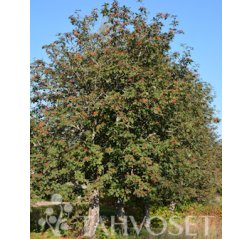 Ruotsinpihlaja (Sorbus intermedia)-thumbnail