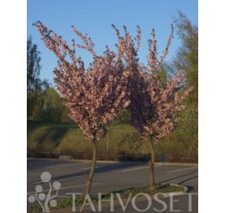 Rusokirsikka (Prunus sargentii) 100 - 150 cm-thumbnail